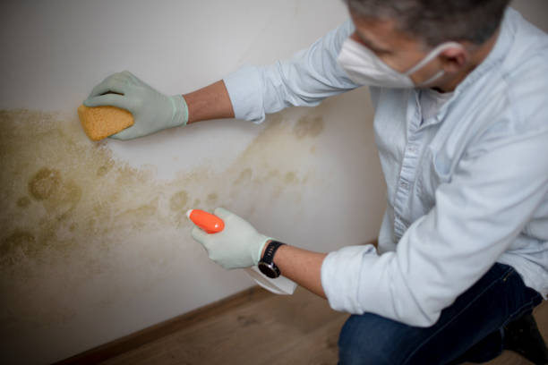 Best Black Mold Removal  in Sloan, NY