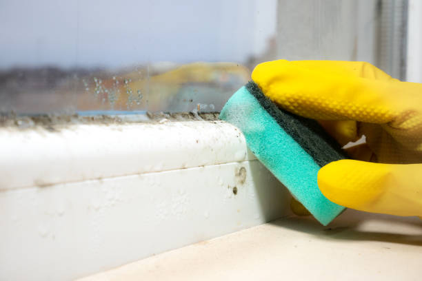 Best Crawl Space Mold Removal  in Sloan, NY