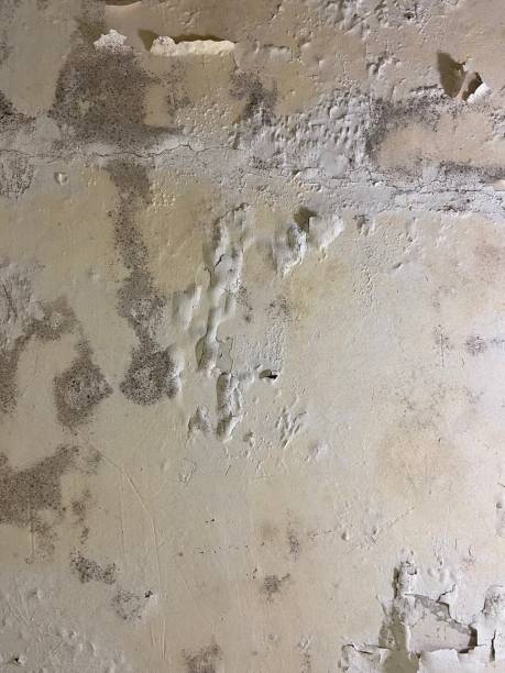 Mold Testing and Removal in Sloan, NY