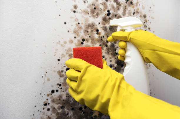 Best Mold Remediation  in Sloan, NY