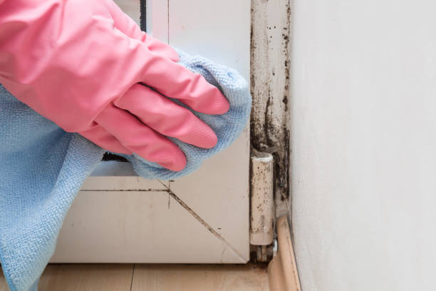 Office Mold Removal Services in Sloan, NY